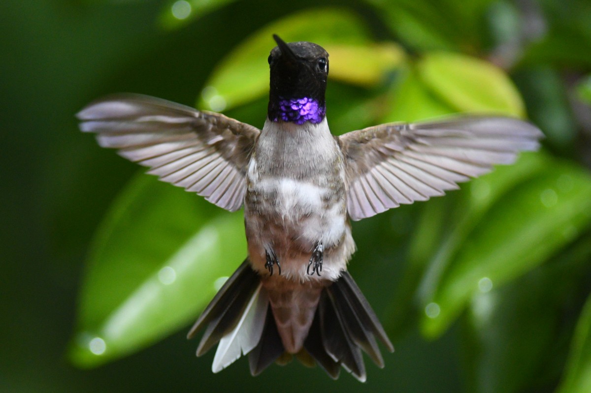 Black-chinned Hummingbird - Max Brodie