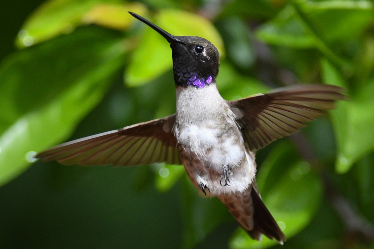 Black-chinned Hummingbird - Max Brodie