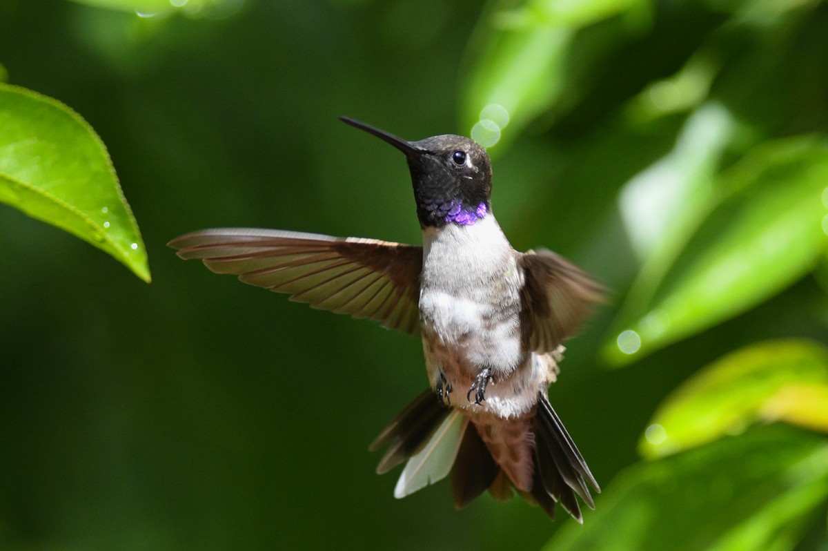 Black-chinned Hummingbird - ML436490551