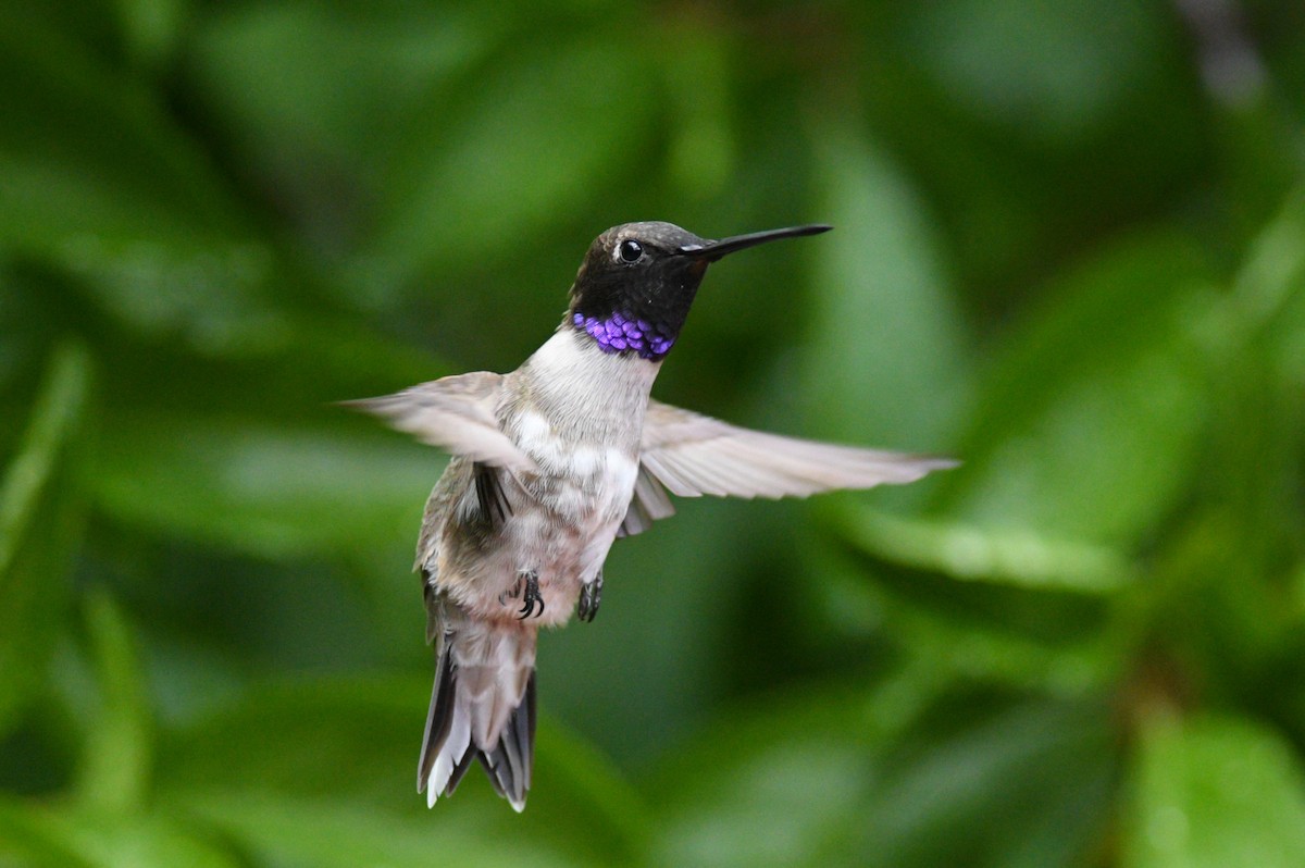 Black-chinned Hummingbird - Max Brodie