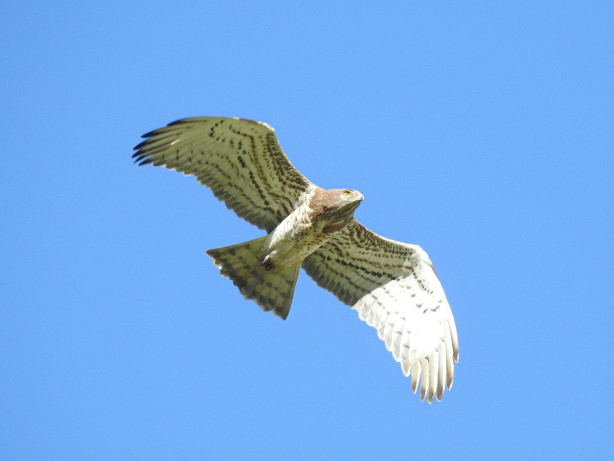 Short-toed Snake-Eagle - ML436493141