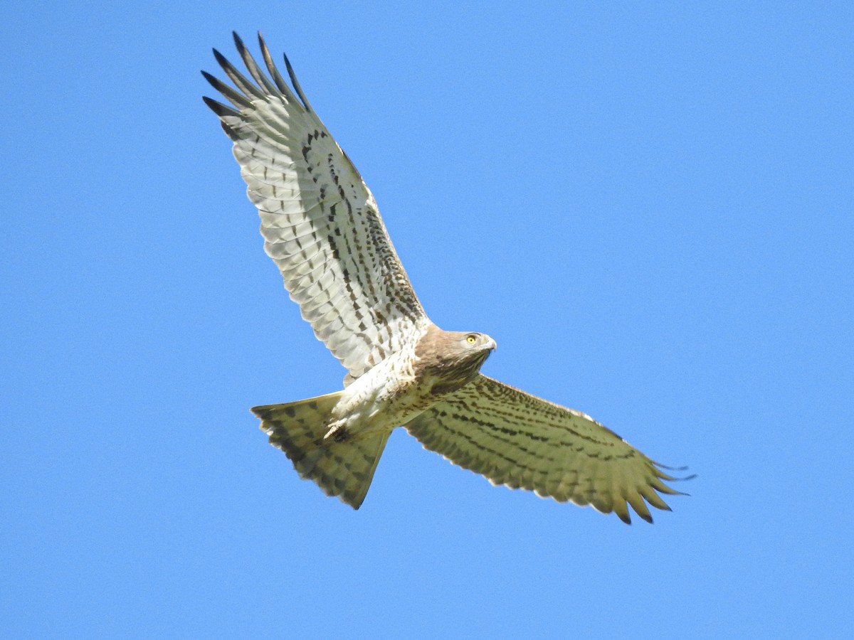 Short-toed Snake-Eagle - ML436493151