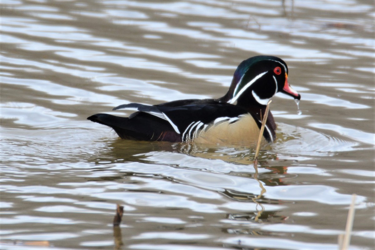 Wood Duck - ML436494781