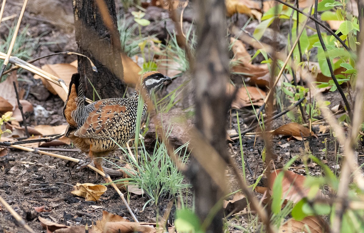 Chinese Francolin - Forest Botial-Jarvis