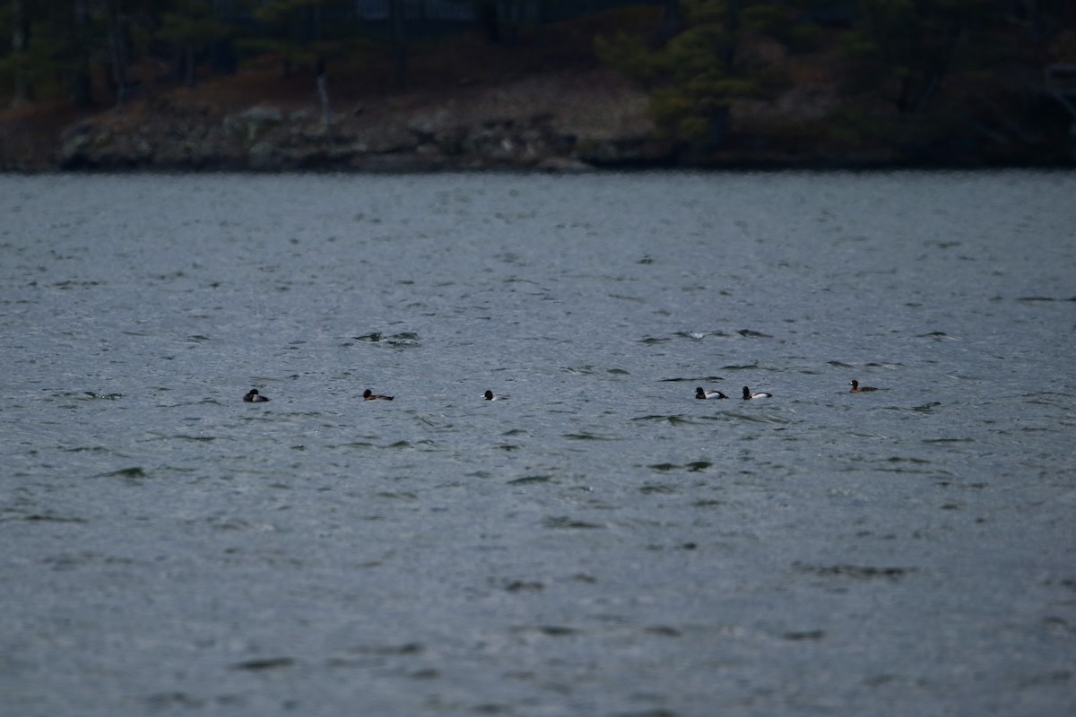 Lesser Scaup - ML436498291