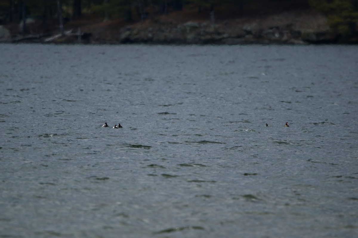 Lesser Scaup - ML436498301