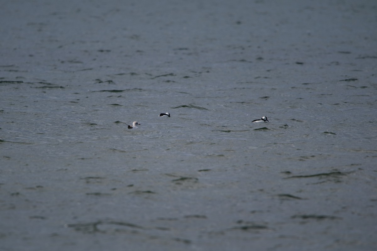 Bufflehead - ML436498381