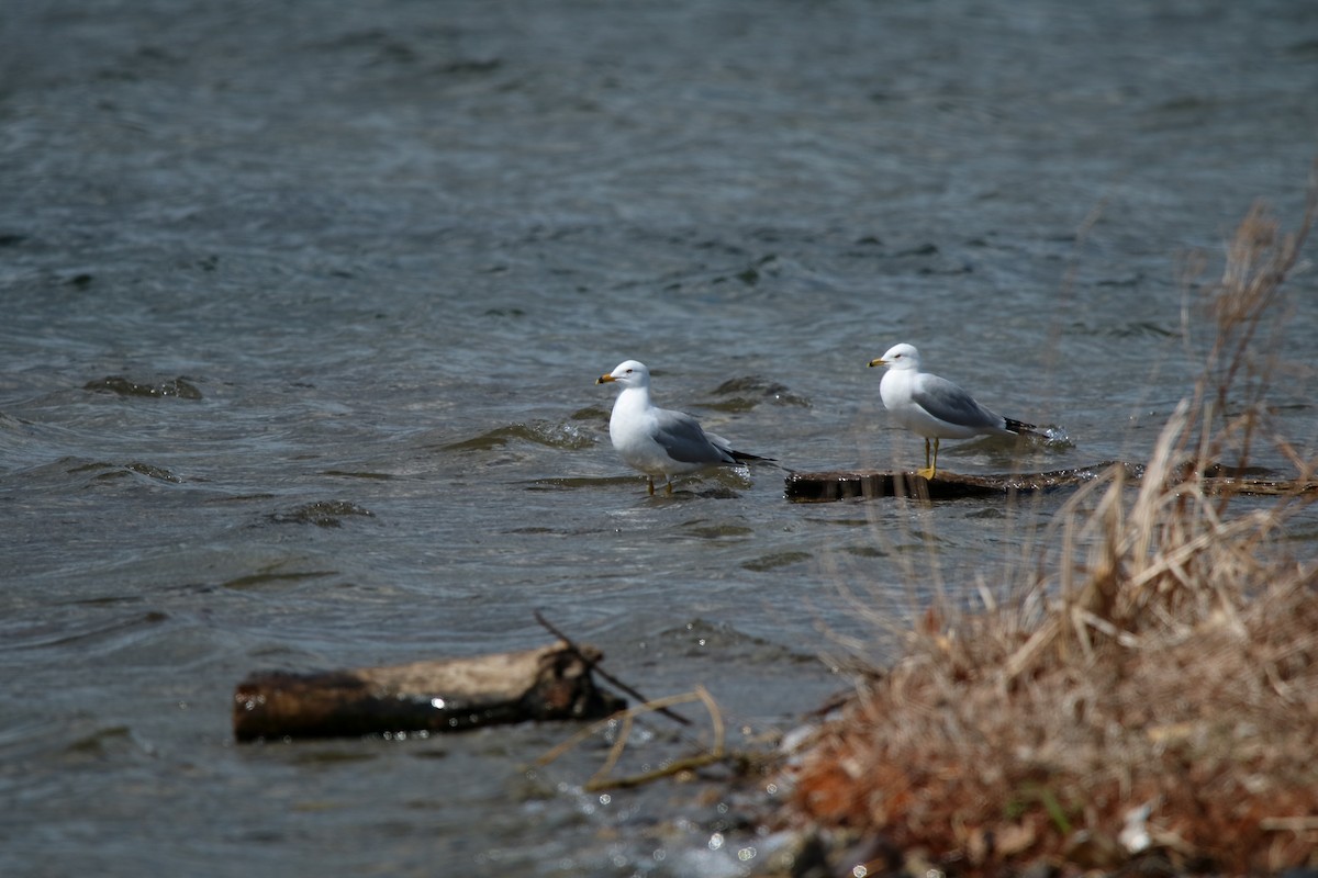 Ring-billed Gull - ML436498401