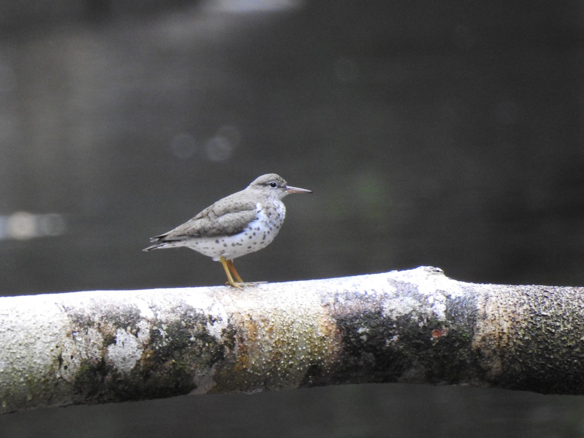 Spotted Sandpiper - ML436500871