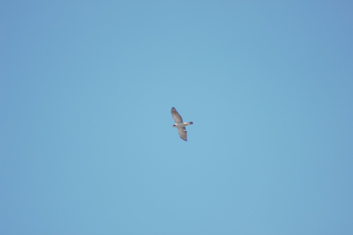 American Goshawk - ML436502151