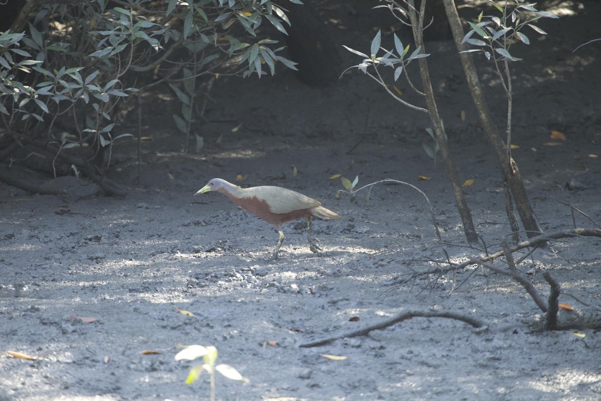 Chestnut Rail - ML436503261