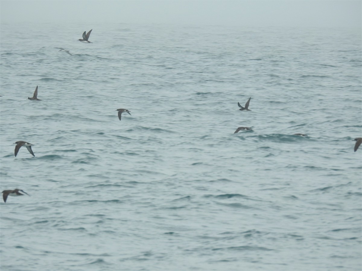 Fluttering Shearwater - ML436503331