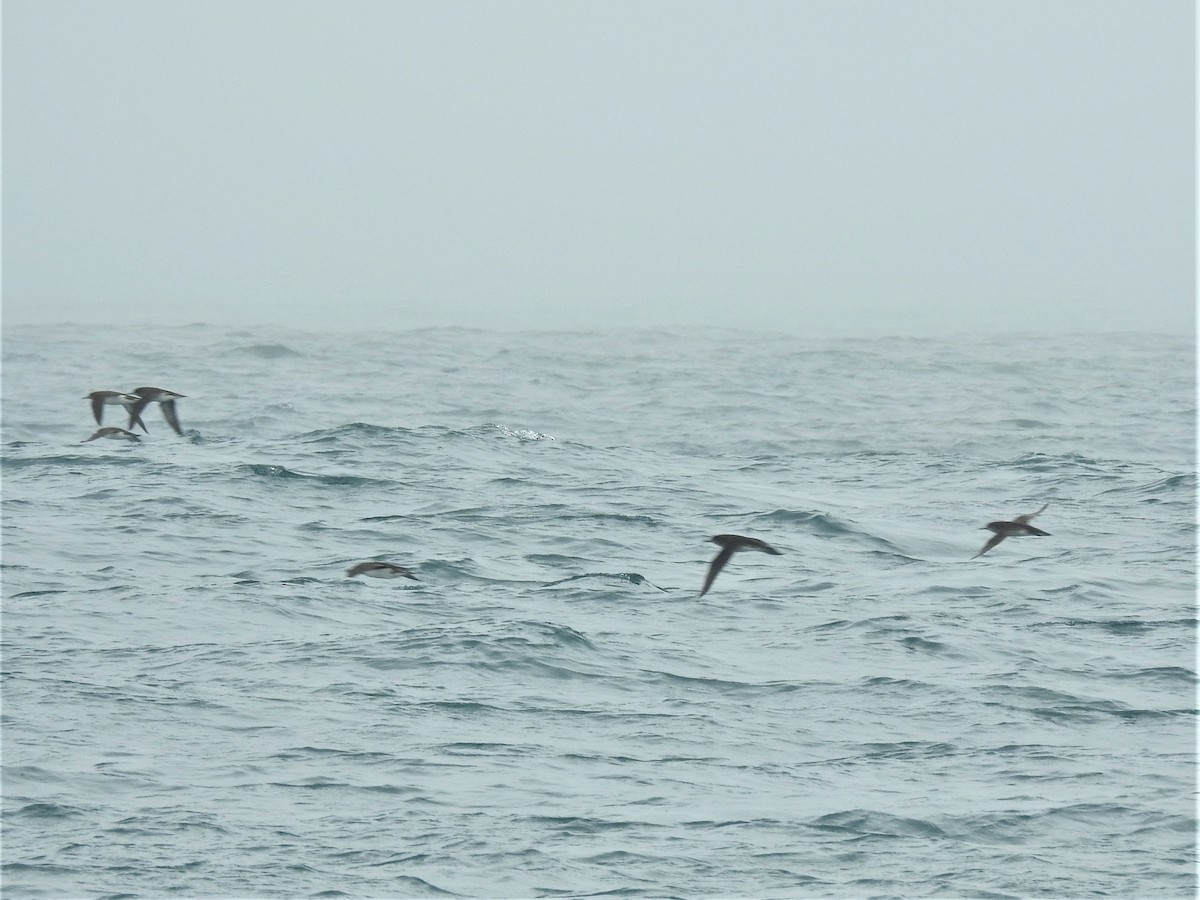 Fluttering Shearwater - Stephen Matthews