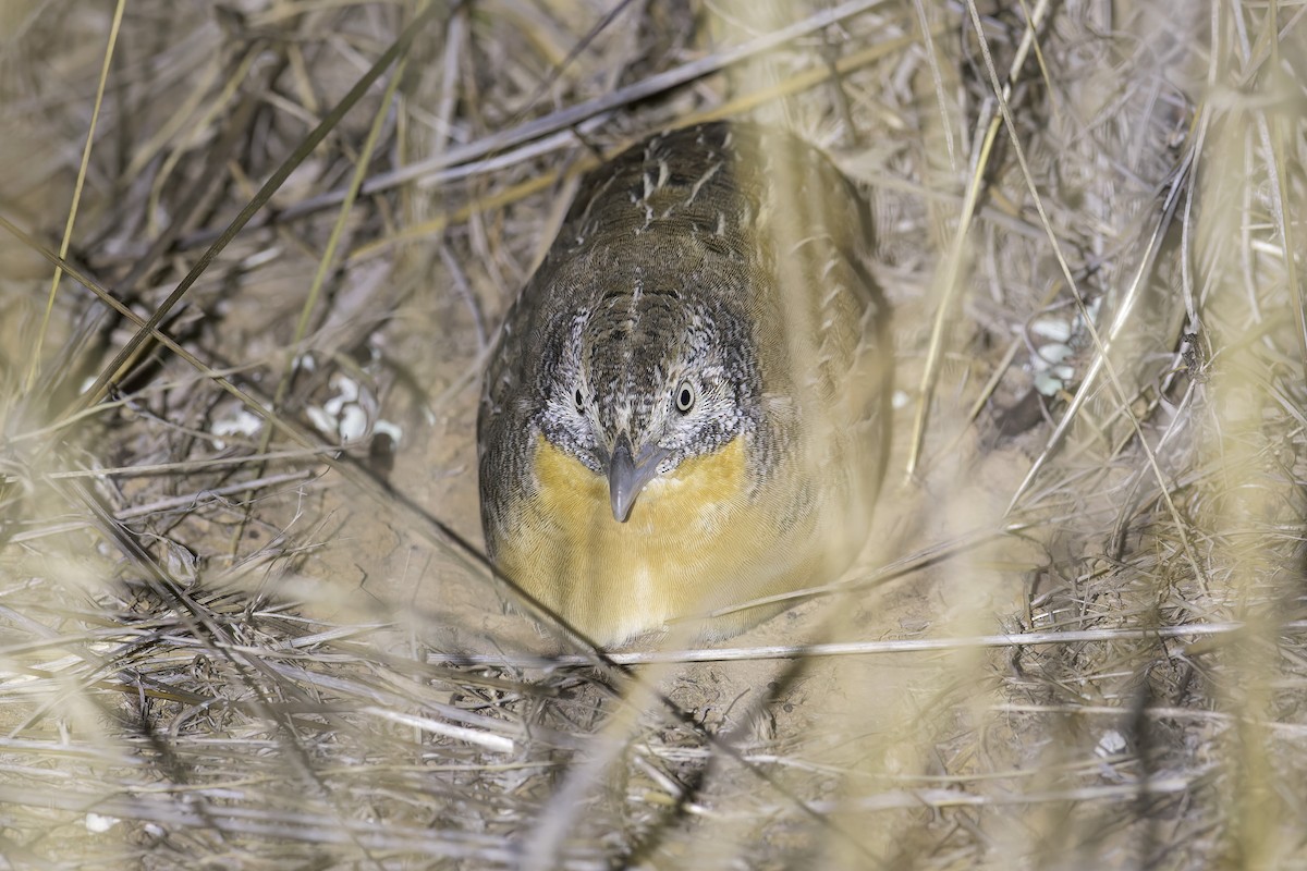 Red-chested Buttonquail - Jasmine Boehm