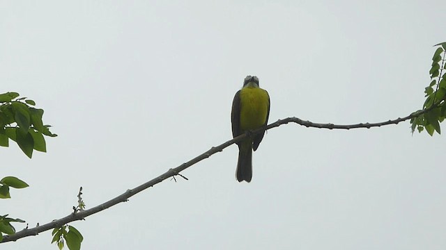 Gray-capped Flycatcher - ML436503961