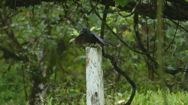 Groove-billed Ani - ML436504601