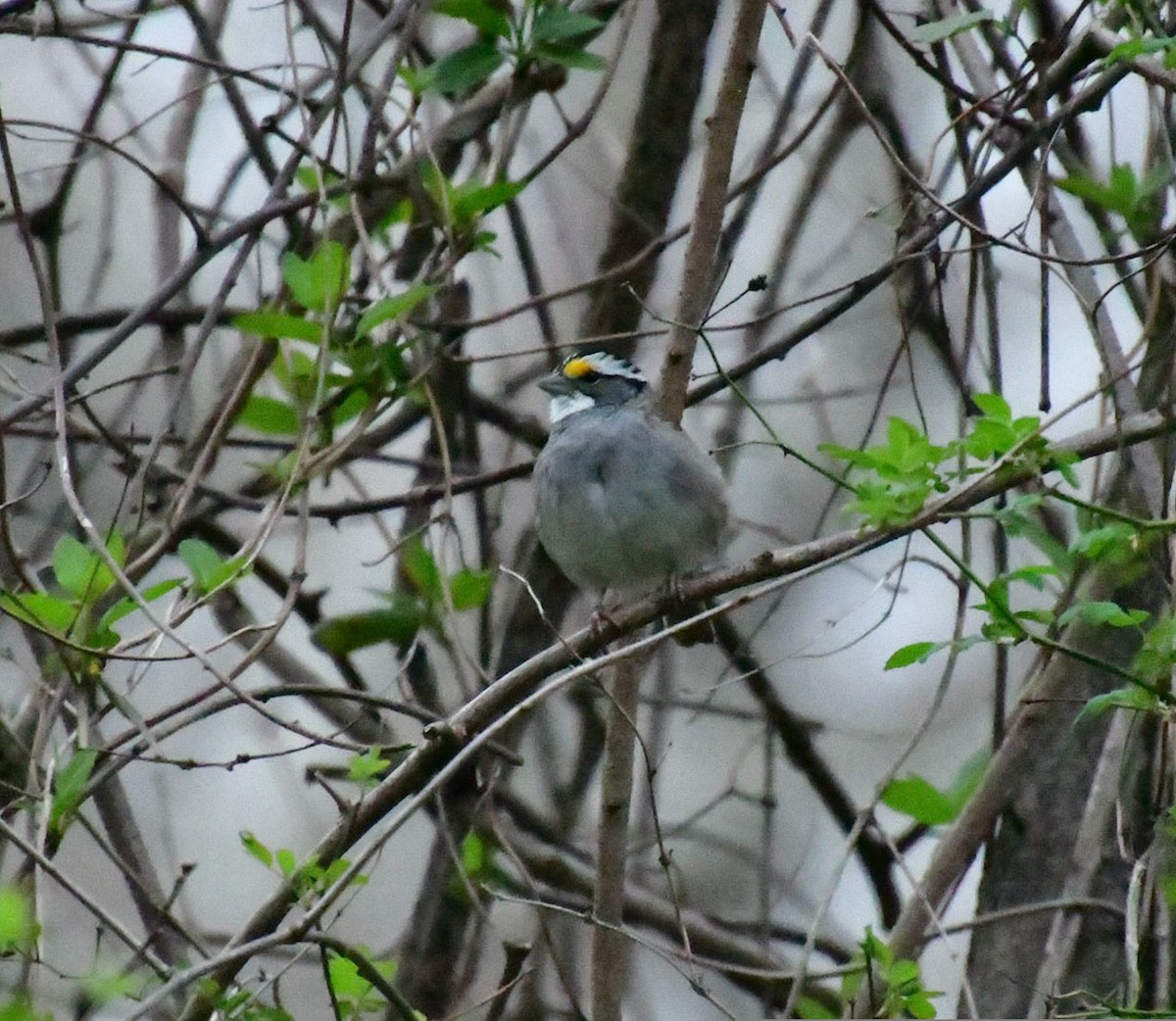 White-throated Sparrow - ML436504621