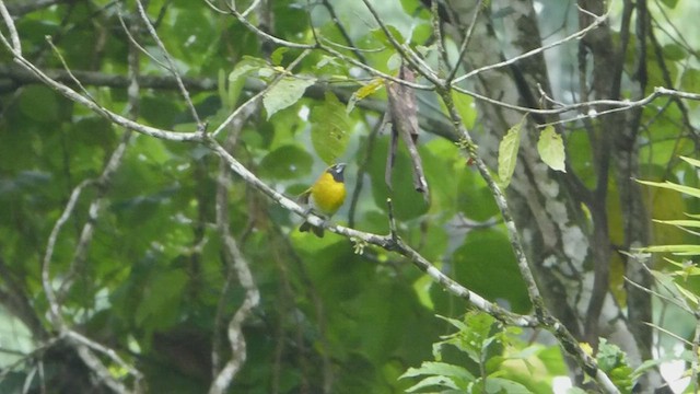 Black-faced Grosbeak - ML436504691