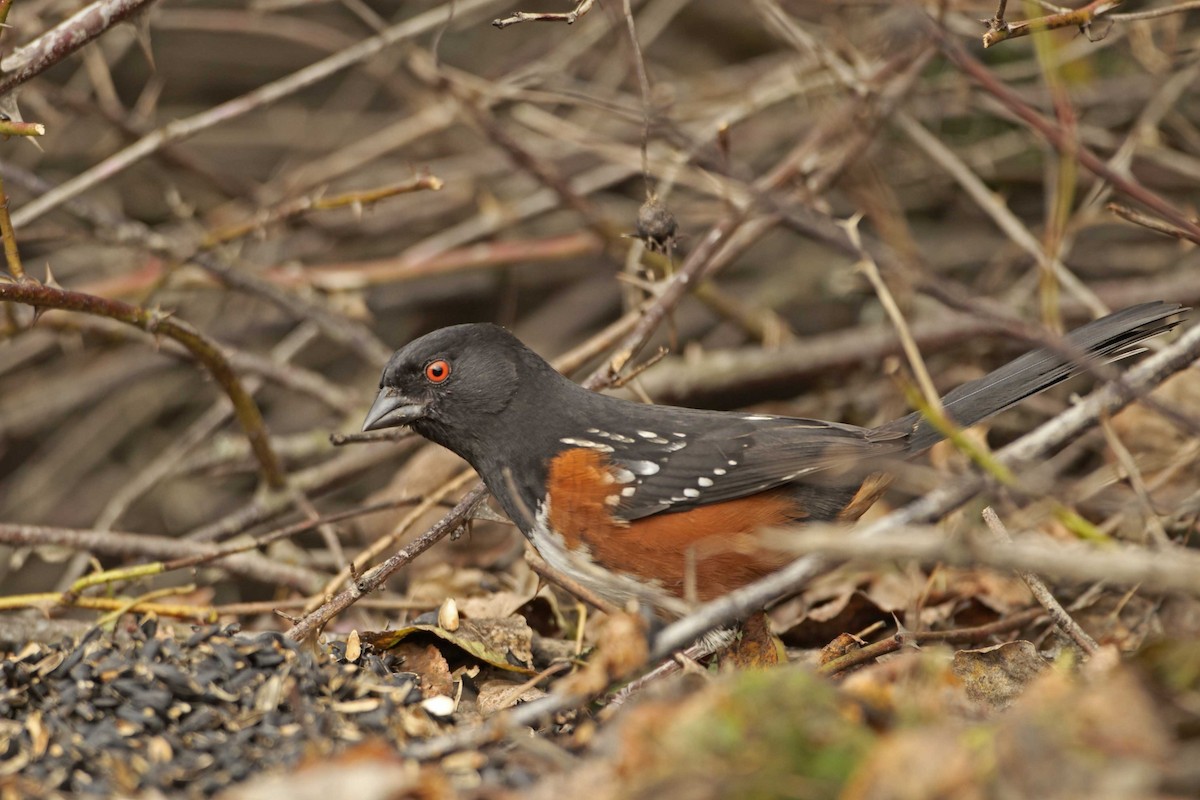 Spotted Towhee - ML436504791
