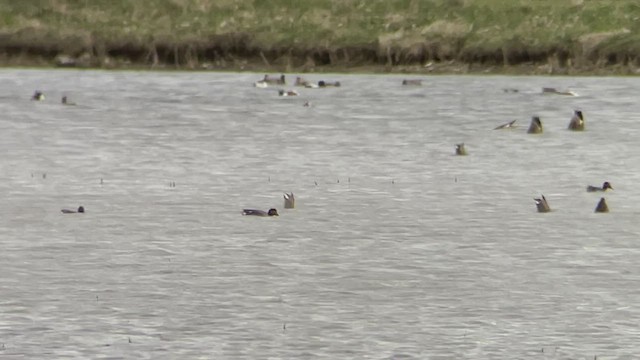 Green-winged Teal (Eurasian) - ML436506351