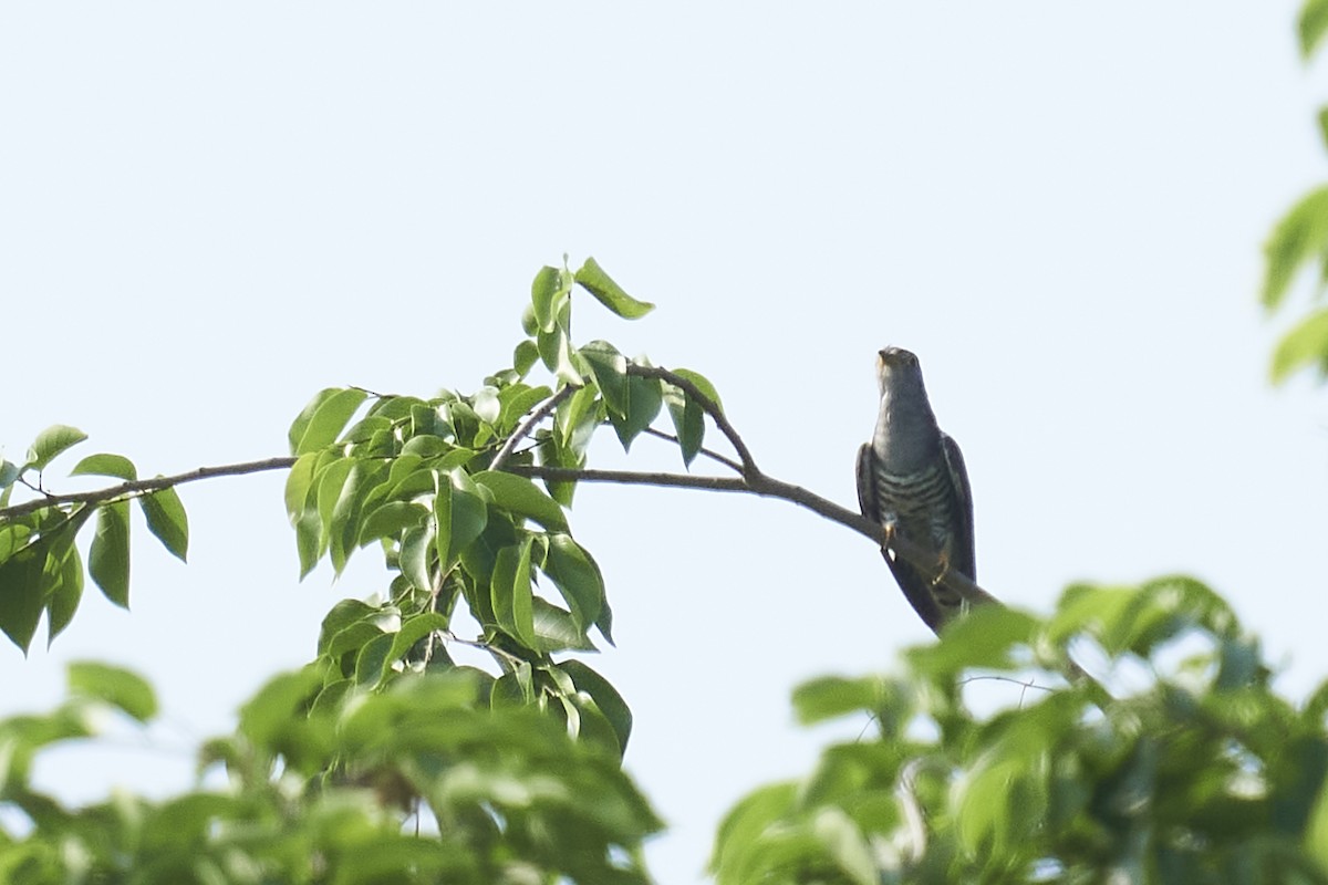 Indian Cuckoo - Raghavendra  Pai