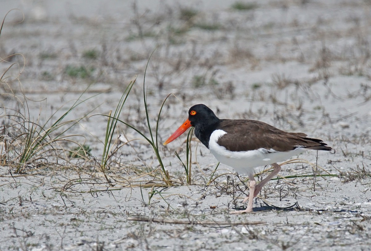 American Oystercatcher - ML436507431