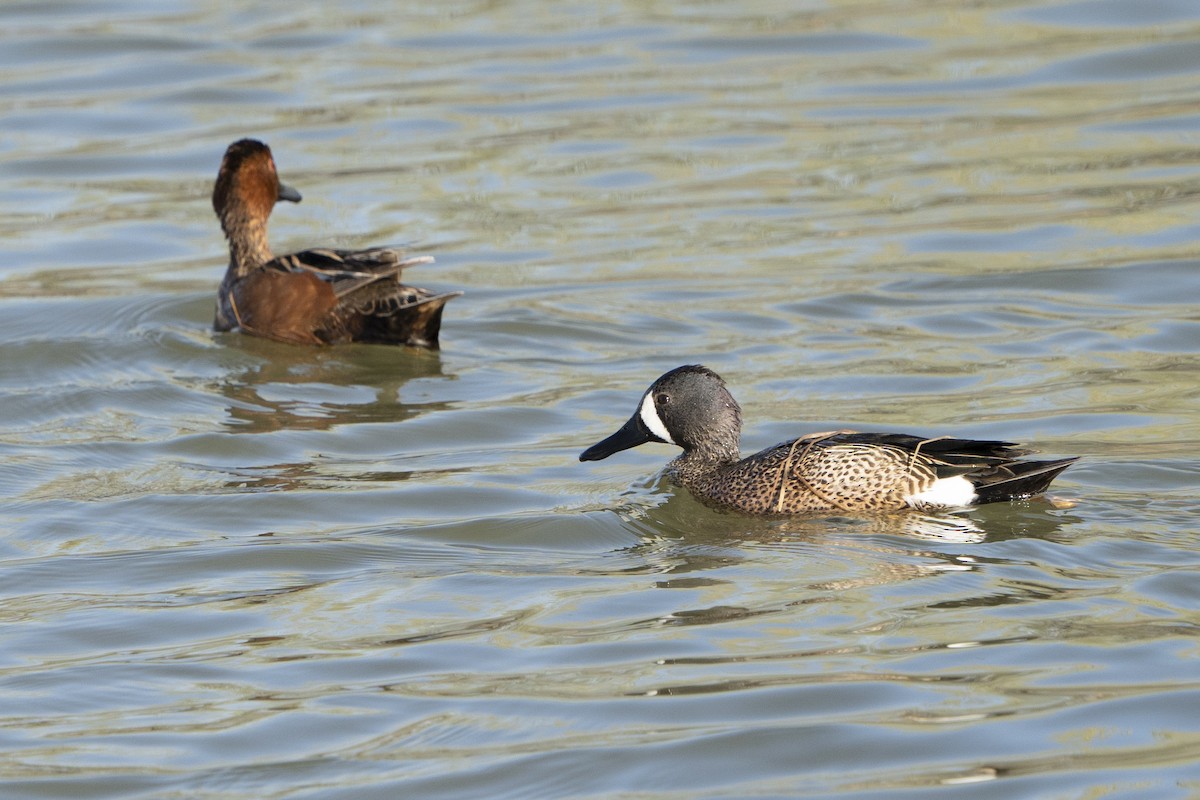 Blue-winged Teal - ML436507931