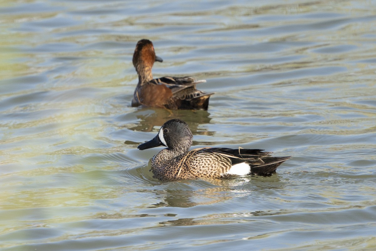 Blue-winged Teal - ML436507941