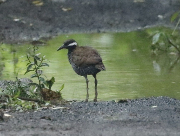 chřástal příčkovaný - ML436508721