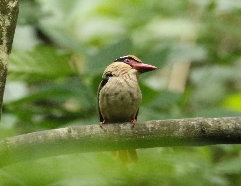 Sulawesi Lilac Kingfisher - ML436508771