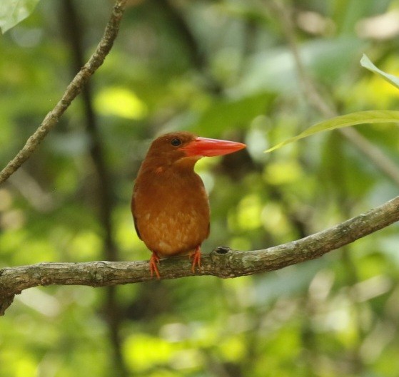 Ruddy Kingfisher - David Moon