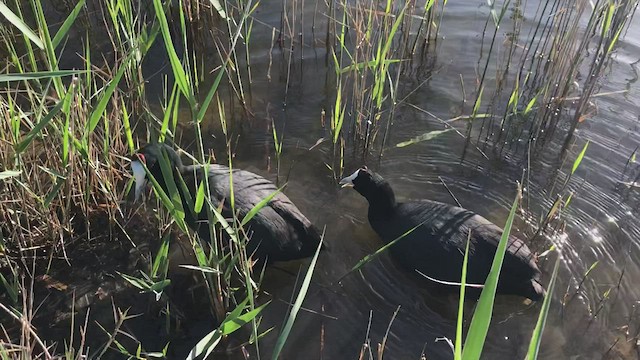 Red-knobbed Coot - ML436509691