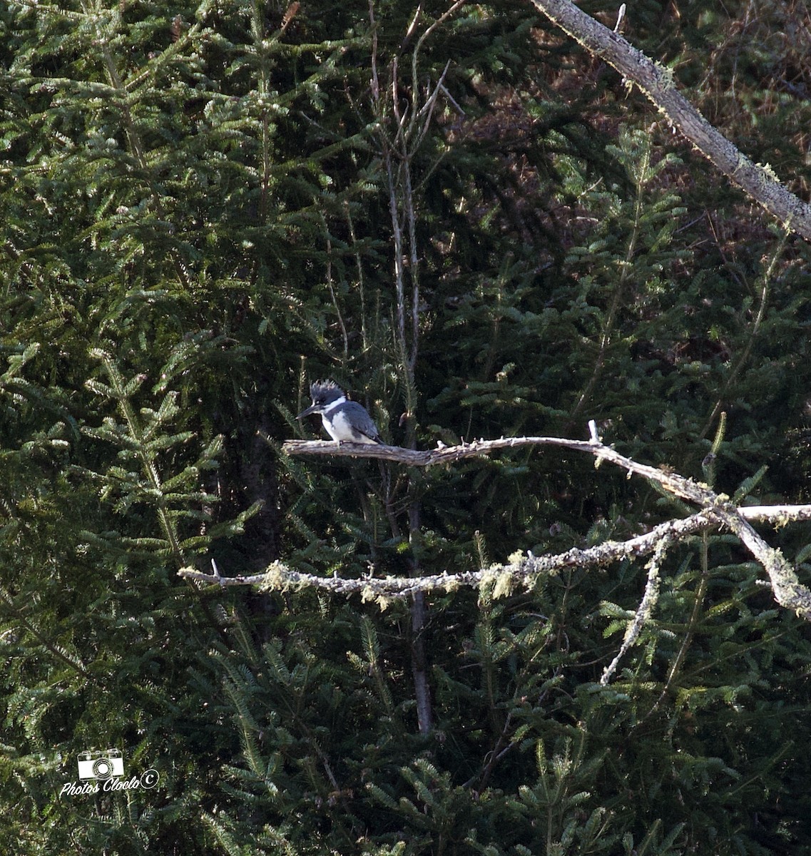 Belted Kingfisher - ML436510041