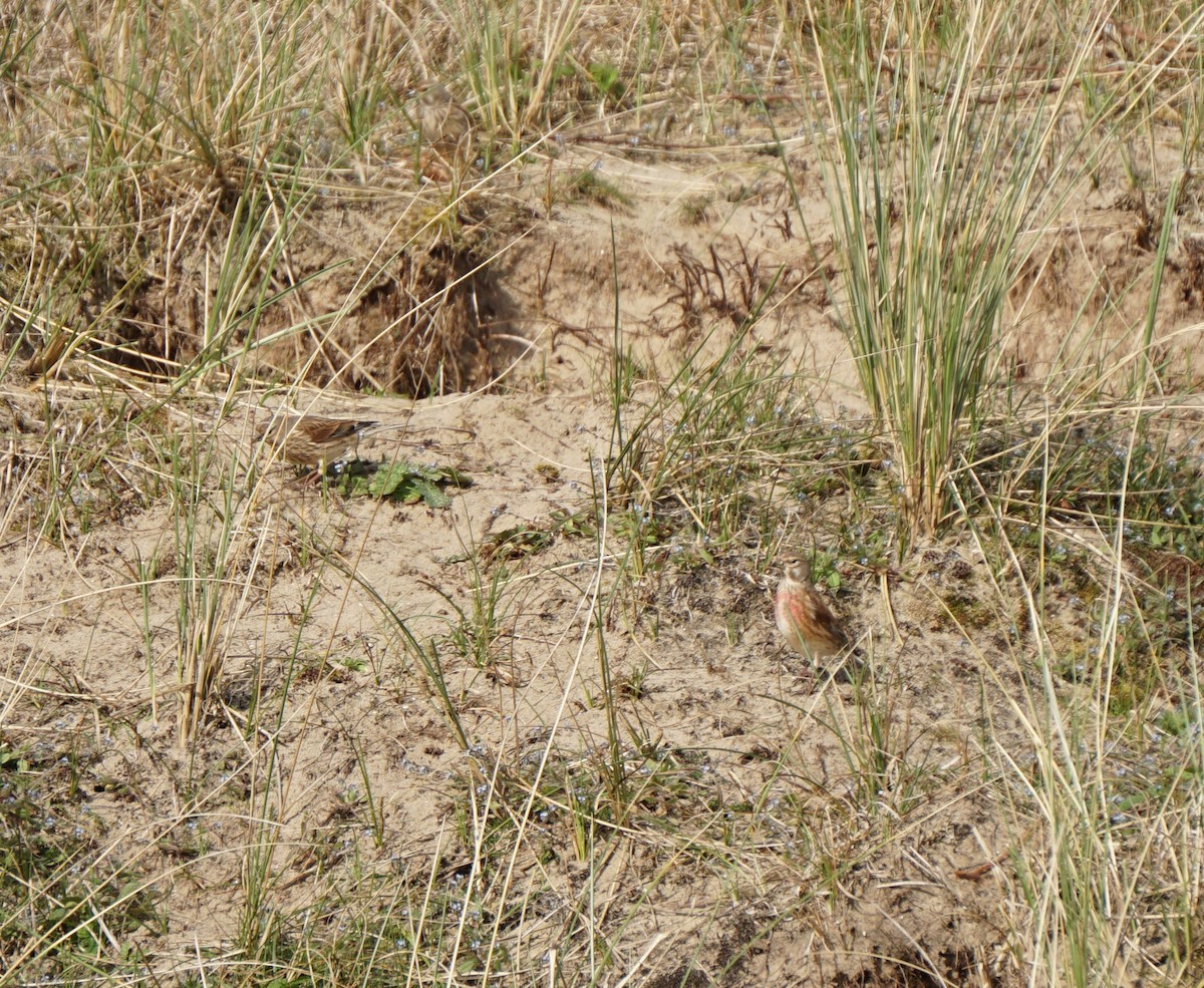 Алтан цэгцүүхэй - ML436510411