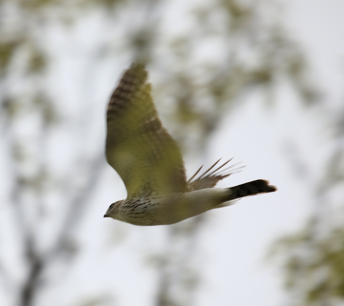 Cooper's Hawk - ML436514991