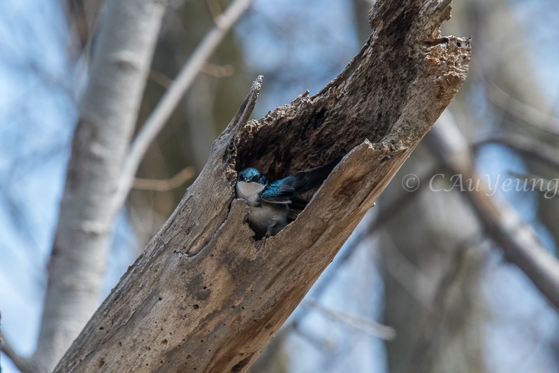 Golondrina Bicolor - ML436515401