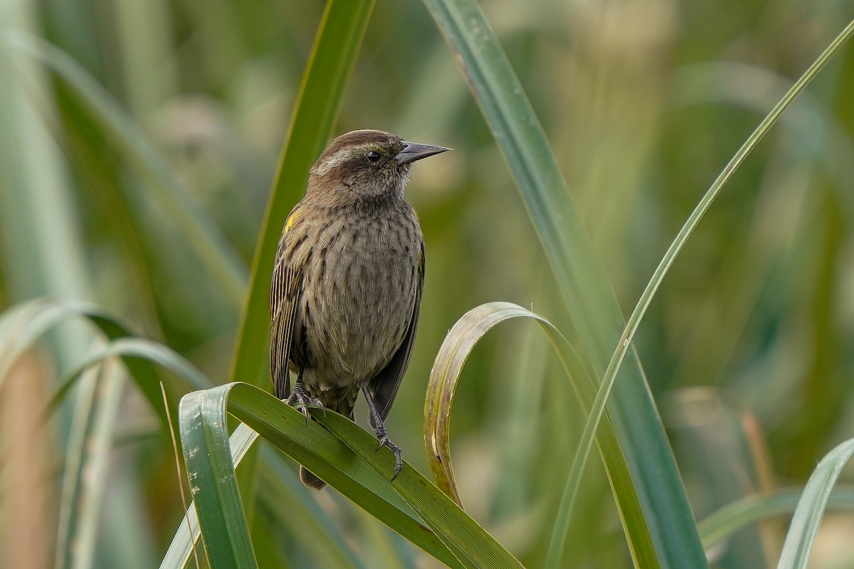 Yellow-winged Blackbird - ML436515521