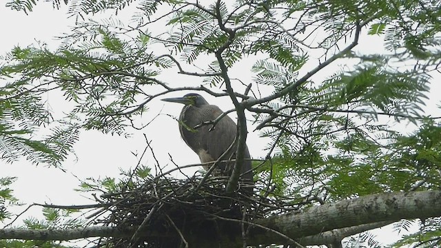 Bare-throated Tiger-Heron - ML436515561