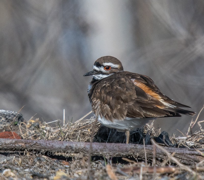 Killdeer - ML436515581