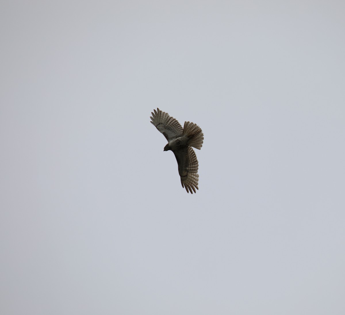 Red-tailed Hawk - ML436515861