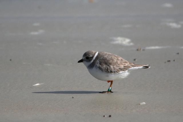 Piping Plover - ML43651611