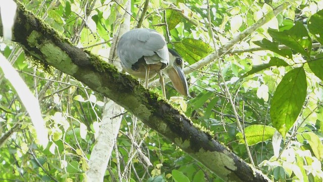 Boat-billed Heron - ML436516661