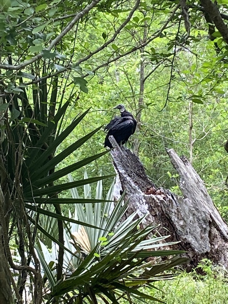 Turkey Vulture - Heidi Guttschuss