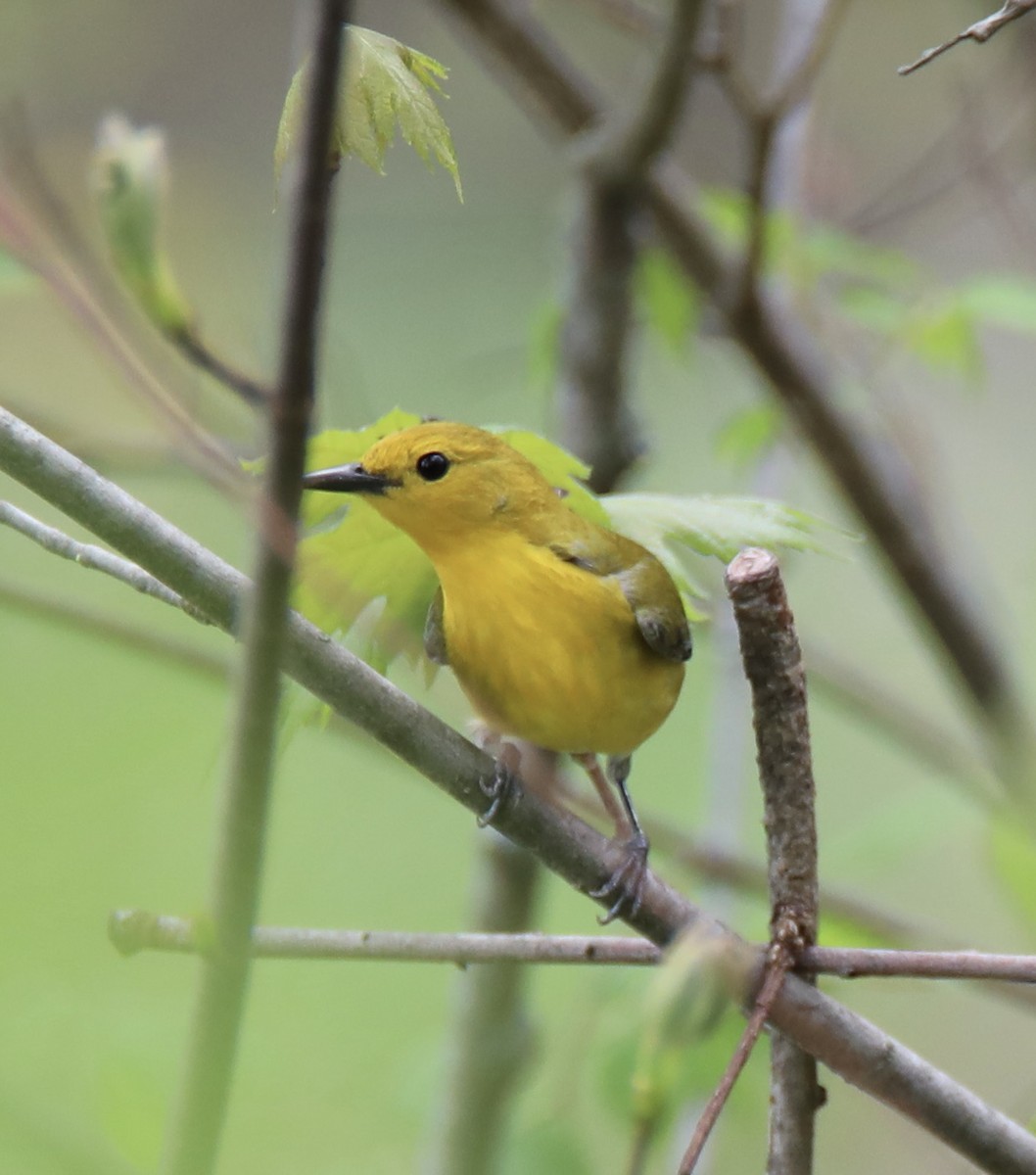 Prothonotary Warbler - ML436517001