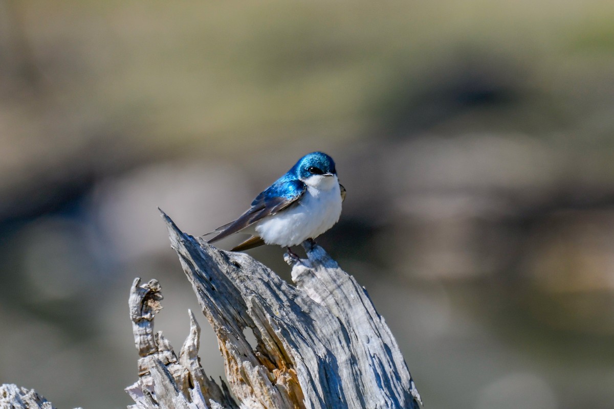 Tree Swallow - ML436518061