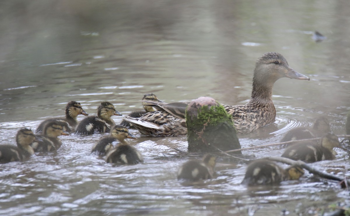 Mallard - ML436518151