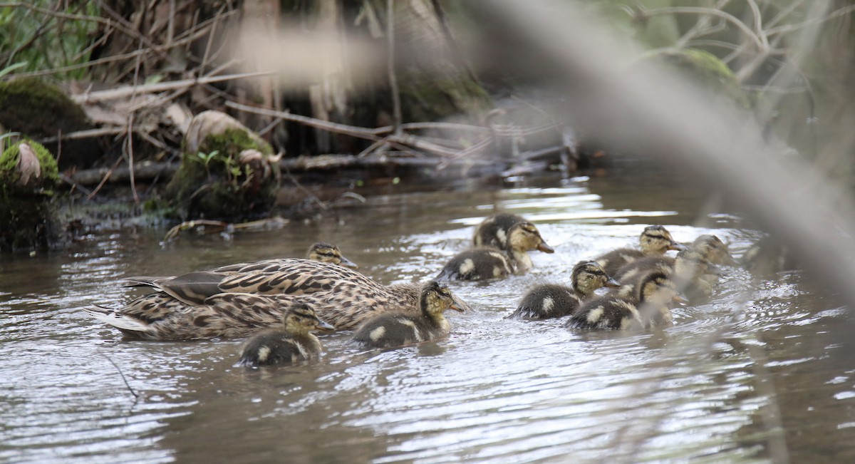 Mallard - ML436518211