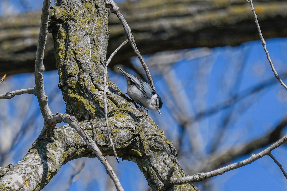 White-breasted Nuthatch - ML436518271