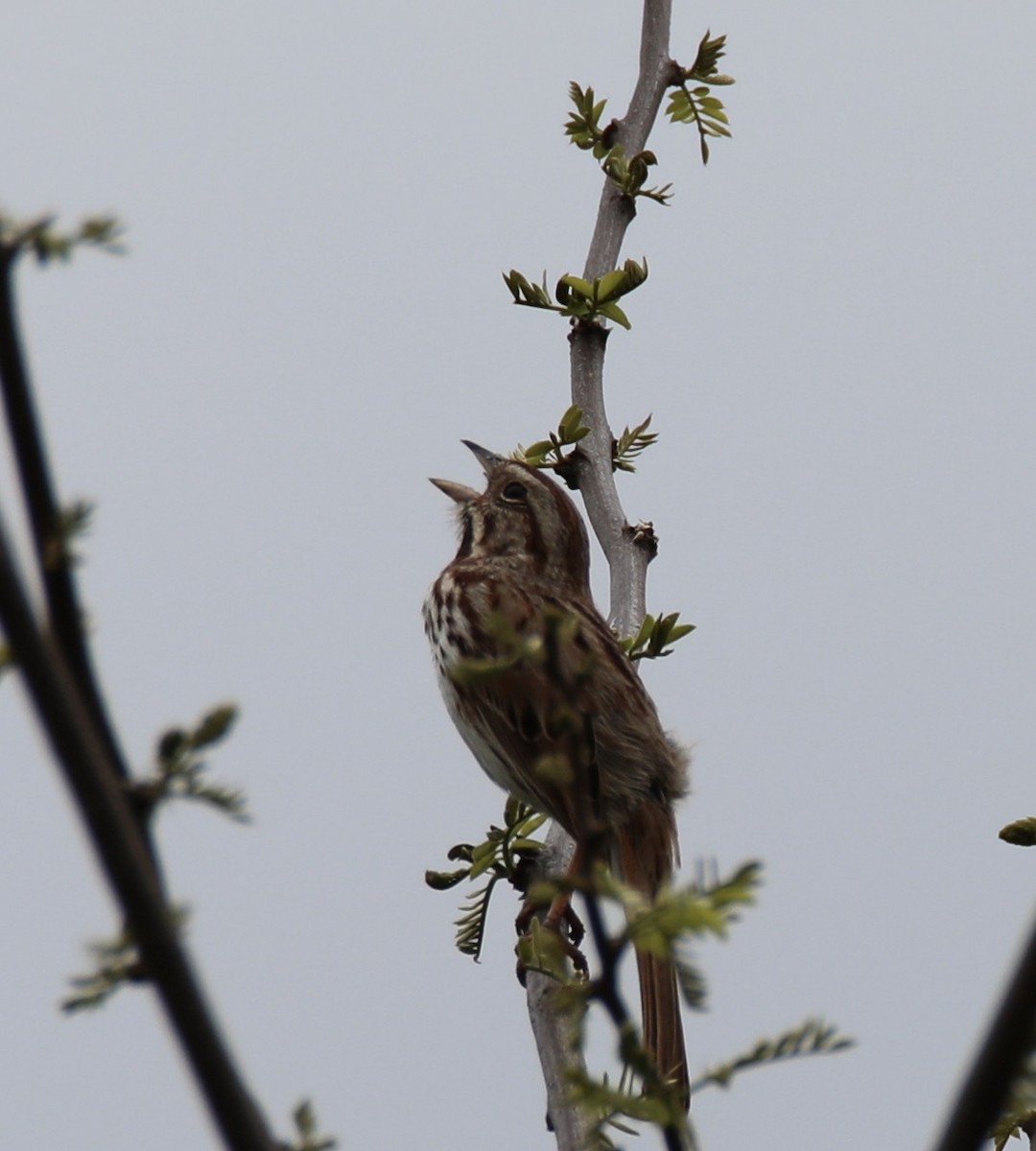 Song Sparrow - ML436518931