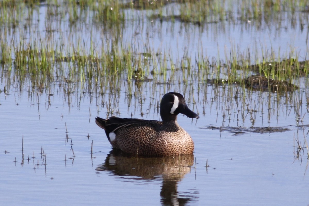 Blue-winged Teal - ML436520141
